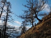 47 Salendo al Termenone tra secolari pini cembri